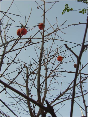 우리 동네 골목의 감나무. 까치밥을 넉넉히 남겨 놓은 여유가 돋보인다. '참새밥'을 따로 챙겨준 것일지도... 